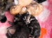 5 mainecoon mix kittens