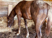 Chocolate spot Appaloosa colt yearling