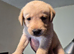 4 five weeks old puppies