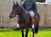2 year old sports horse filly