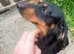 Tiny black & tan girl