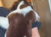 Beautiful Liver & White Springers