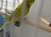 budgies