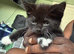 Beautiful kittens
