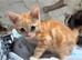 Beautiful kittens 12 weeks
