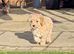 Cavapoo