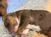 Miniature Health Tested Bernedoodles