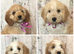 Adorable Fluff Ball Cockalierpoo pups