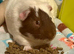 Young bonded males