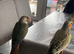 Tame conure