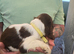 Springer Spaniel Puppies for Sale