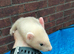 ferrets for sale