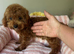 Beautiful Asian tiny deep red puppy boy 5month