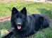 *Proven* Black German Shepherd Dog Male at Stud