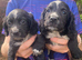 Five Cocker Spaniel Puppies