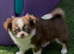Extra small chihuahua puppies