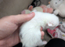 5 kittens