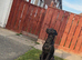 KC Reg Labrador Puppies