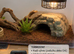 Grested Geckos