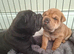 3 beautiful sharpi puppies