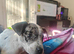 beautiful staffy female puppy