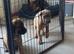 1 boy 1 girl remaining cane Corso pups