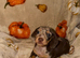 Tiny miniature dachshund
