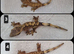 Cute Baby Cresties