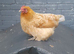 Gold pekin chicken