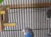 Black face and black wing and split are available