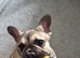 Female French bulldog puppy