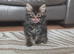 Female kitten