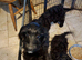 cockerpoo puppies for sale