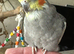 Pair of cockatiels 3 yrs old