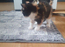 Female Manx long hair and tail
