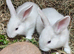 Gorgeous Lop Mix Baby Rabbits Looking for Loving Homes