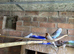 Pair of budgies plus cage
