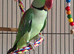 Male alexandrian