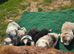 Beautiful Border Collies For Sale