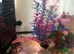Wild and albino axolotl
