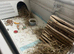 Guinea pigs x2 for sale Inc set up