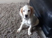 Gorgeous lemon boy KC Reg