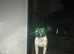 Stud dog proven and kc regestered