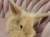 Baby miny lop ready for reserve