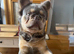 Full kc registered fluffy frenchie