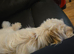 Maltese bichon girl