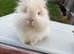 Angora mini lion lop mixed breed
