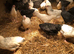 Happy healthy pullets