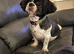 Shih Tzu dogs need rehoming