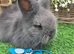 Double mained lionheads